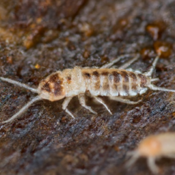 spined rat louse