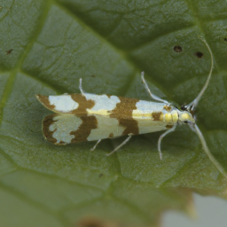 spotted tentiform leafminer