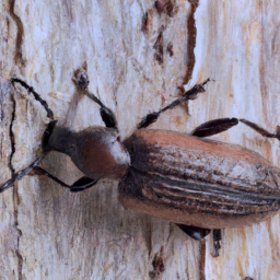 spruce beetle