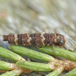 spruce budworm