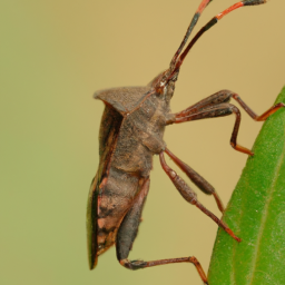squash bug