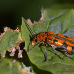 squash vine borer