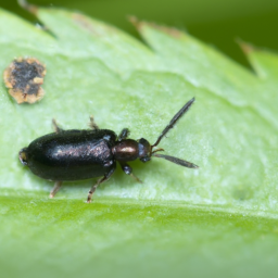 strawberry crownminer