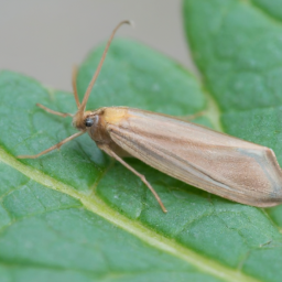 strawberry leafroller