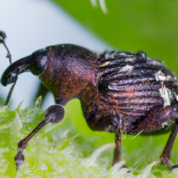 strawberry root weevil