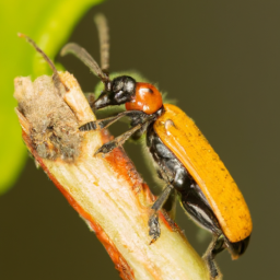 strawberry sap beetle