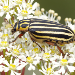 striped ambrosia beetle