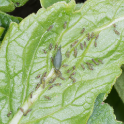 sugarbeet root aphid