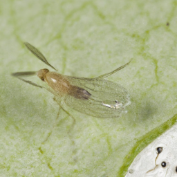 sunflower seed midge