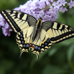 tiger swallowtail