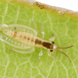 tobacco thrips