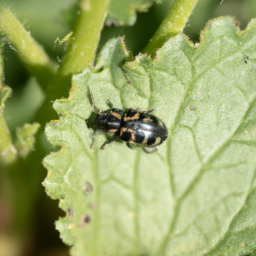 toothed flea beetle