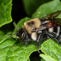 tricolored bumble bee