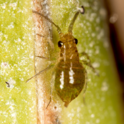 tulip bulb aphid