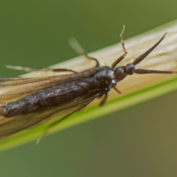 vetch bruchid