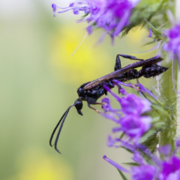 violet sawfly