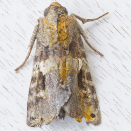 w-marked cutworm