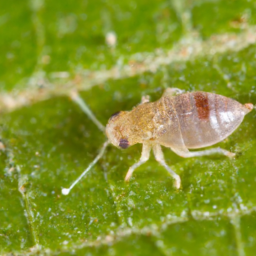 walnut aphid