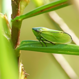 watercress sharpshooter