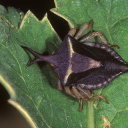 western bat bug