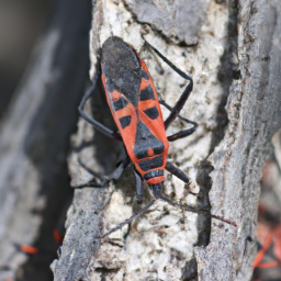 western boxelder bug