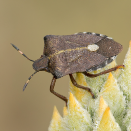 western chinch bug