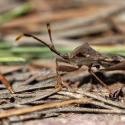 western conifer-seed bug