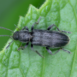 western grape rootworm