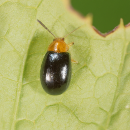 western potato flea beetle
