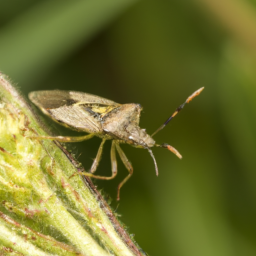 western tarnished plant bug