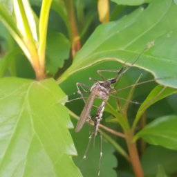 western treehole mosquito