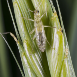 western wheat aphid