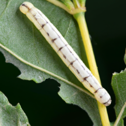 white cutworm