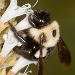 white-shouldered bumble bee