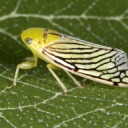 whitebanded elm leafhopper