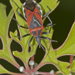 whitecrossed seed bug