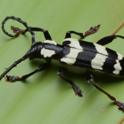 whitefringed beetles