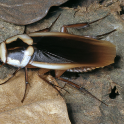 whitemargined cockroach