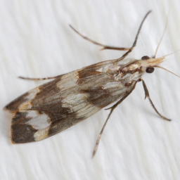 whiteshouldered house moth