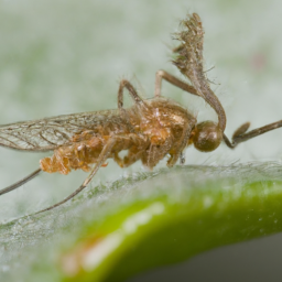 willow beaked-gall midge