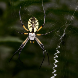 yellow garden spider