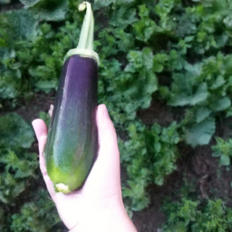 Organik gıda satın alma rehberi