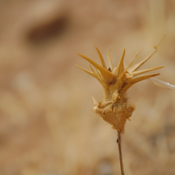 Doğal ağrı kesici tedaviler